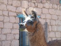 B111517ATA Llama