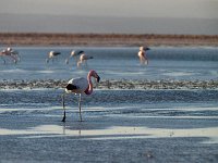 B111551ATA LagunaChaxaFlamingo
