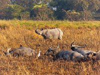 kazaringa buffalo rhino