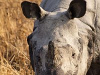 kazaringa rhino