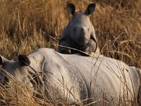 kazaringa rhino baby