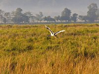 kazaringa stork
