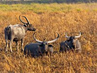 kazaringa water buffalo