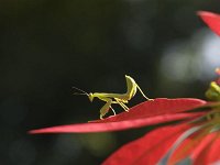 kazaringa wildgrass mantis