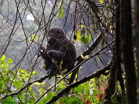 9107308 Baby-Gorilla