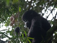 9107317 Baby-Gorilla