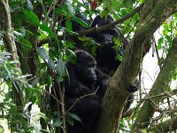 9107456 Gorilla Family