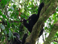 9107478 Gorilla Babies