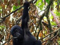9107495 Baby Gorilla