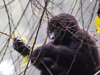 9108145 GorillaChild