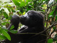9108202 FemaleGorilla