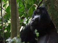 9108246 SilverBack