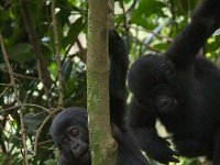 9108298 GorillasPlaying