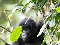 9108351 BabyGorilla