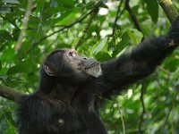 9067344 ChimpLookingUp