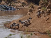 9035857 Zebra Crossing