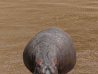 9036524 SnaggleTusk