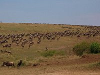 9046055 Wildebeest