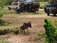 9046086 Wildebeest