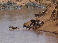 9046134 Zebra Crossing