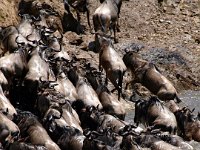 9046929 WildebeestLeaving