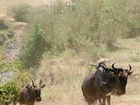 9046997 WildebeestOtherside