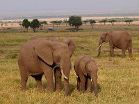 9025346 Elephants