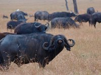 9025412 Cape Buffalo