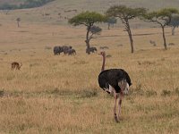 9026018 Ostrich