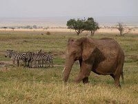 9026071 ElephantandZebra