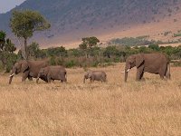 9035460 Elephants