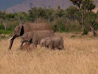 9035464 Elephants