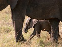 9035514 Baby Elephant