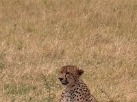 9035682 Cheetah