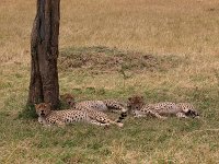 9035693 Cheetahs