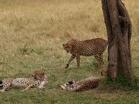 9035806 Cheetahs