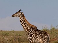 9036132 Giraffe