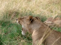 9036243 LionYawn