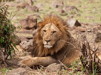 9036328 MaleLion