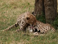9036432 CheetahTongue