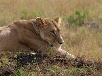 9045954 Lioness