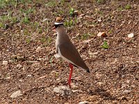 9045973 Crowned Lapwing