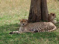 9046248 Cheetah