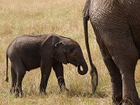 9046326 Baby Elephant
