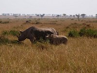 9046356 Rhinos