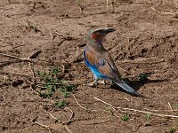 9046390 Lilac Breasted Roller