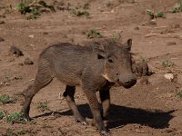 9046418 Wart Hog