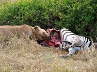 9046651 LionBreakfast