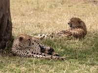 9047064 2Cheetahs