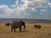 9047135 ThreeElephants